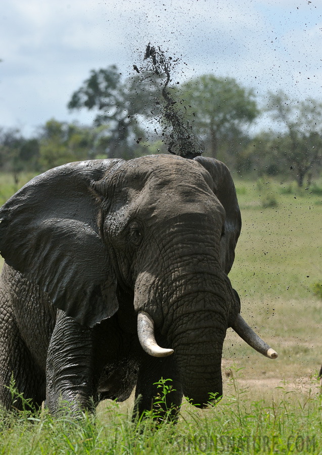 Loxodonta africana [280 mm, 1/1600 sec at f / 9.0, ISO 1000]